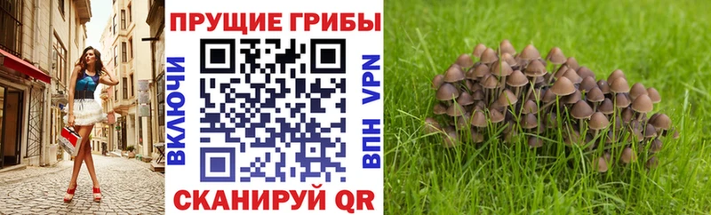 Купить где Мелеуз Галлюциногенные грибы мицелий
